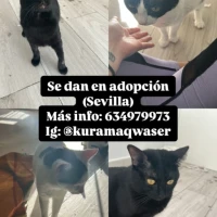 Adopta a Patitas, Luna, Joao, Loki