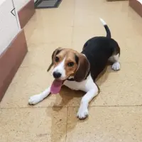 Adopta a Greta