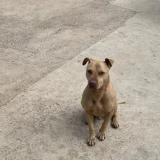 Adopta a Tete