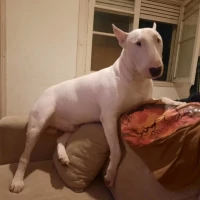 Adopta a Franky Hercules Ruiz