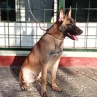 Adopta a Avon