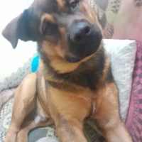 Adopta a Oso