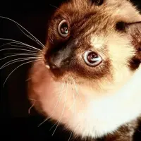 Adopta a Lepi