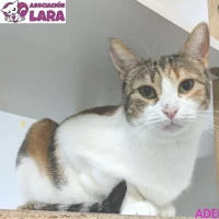 Adopta a Adele