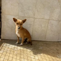 Adopta a Toni, Perrito De 3 Kg