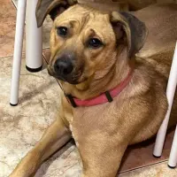 Adopta a Sin Nombre