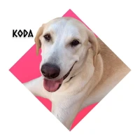 Adopta a Koda