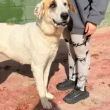 Adopta a Marta