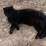 Adopta a Urgente Acogidas O Adopciones