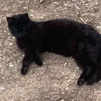 Adopta a Urgente Acogidas O Adopciones