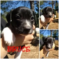 Adopta a Bruce