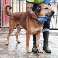 Adopta a Viejito