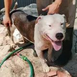 Adopta a Manu
