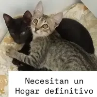 Adopta a En Adopción