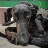 Adopta a Loki