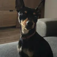Adopta a Chester