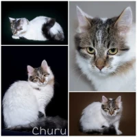Adopta a Churu