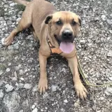 Adopta a Claris