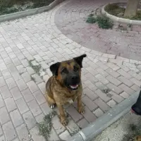 Adopta a Luiso