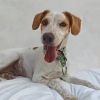 Adopta a Daniela