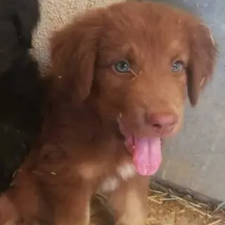 Ares