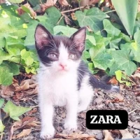 Adopta a Zara Y Odín