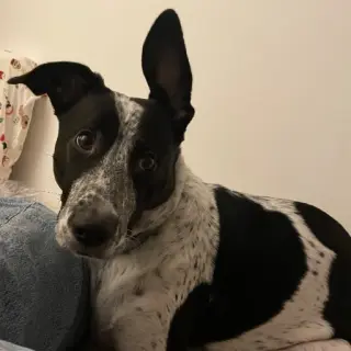 Inca