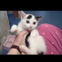 Adopta a Berto