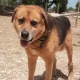 Adopta a Brandi