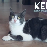 Adopta a Keko