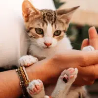 Adopta a Nala