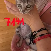Adopta a Melon