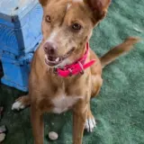 Adopta a Moncha