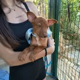 Adopta a Zeus,  Cachorro Tlf 645978718