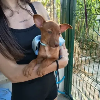 Zeus,  Cachorro Tlf 645978718