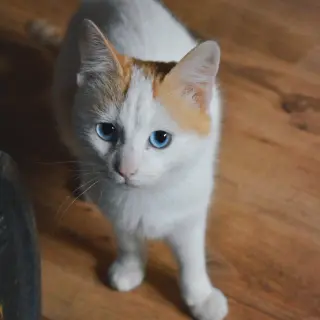 Kawaii