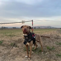 Adopta a Duke