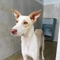 Adopta a Bimba Tlf (Whatsapp) 645978718