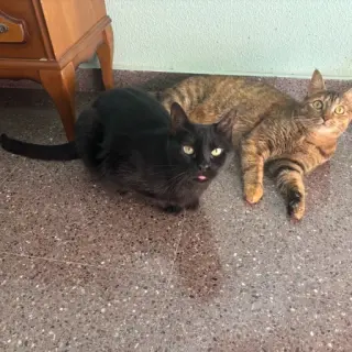 Bimba Y Georgina