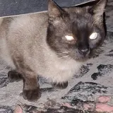 Adopta a Trobbio