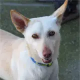 Adopta a Nevado