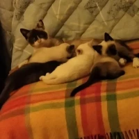Adopta a Los Gatitos De Ana