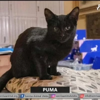 Adopta a Puma