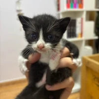 Adopta a Alfred