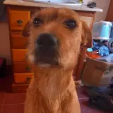 Adopta a Khiara