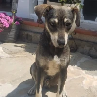 Adopta a Zeus