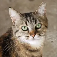 Adopta a Lila