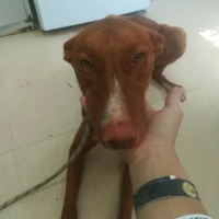 Adopta a Ricky