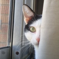 Adopta a Nina