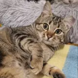 Adopta a Roma